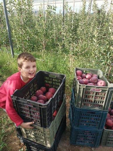 Harvest day in the apple orchard at Bouadjadja Farm