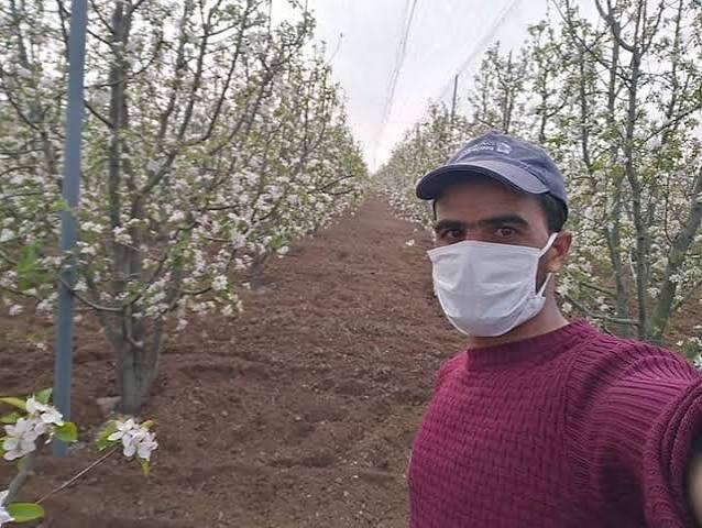 Apple orchard in blossom at Bouadjadja Farm