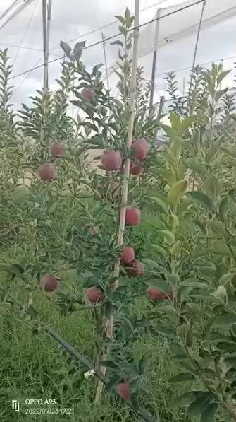 Apples ripening on the tree at Bouadjadja Farm