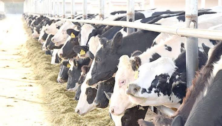 Dairy cattle in the barn at Bouadjadja Farm