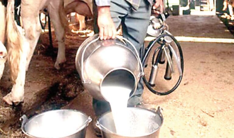 Milking a dairy cow by hand at Bouadjadja Farm