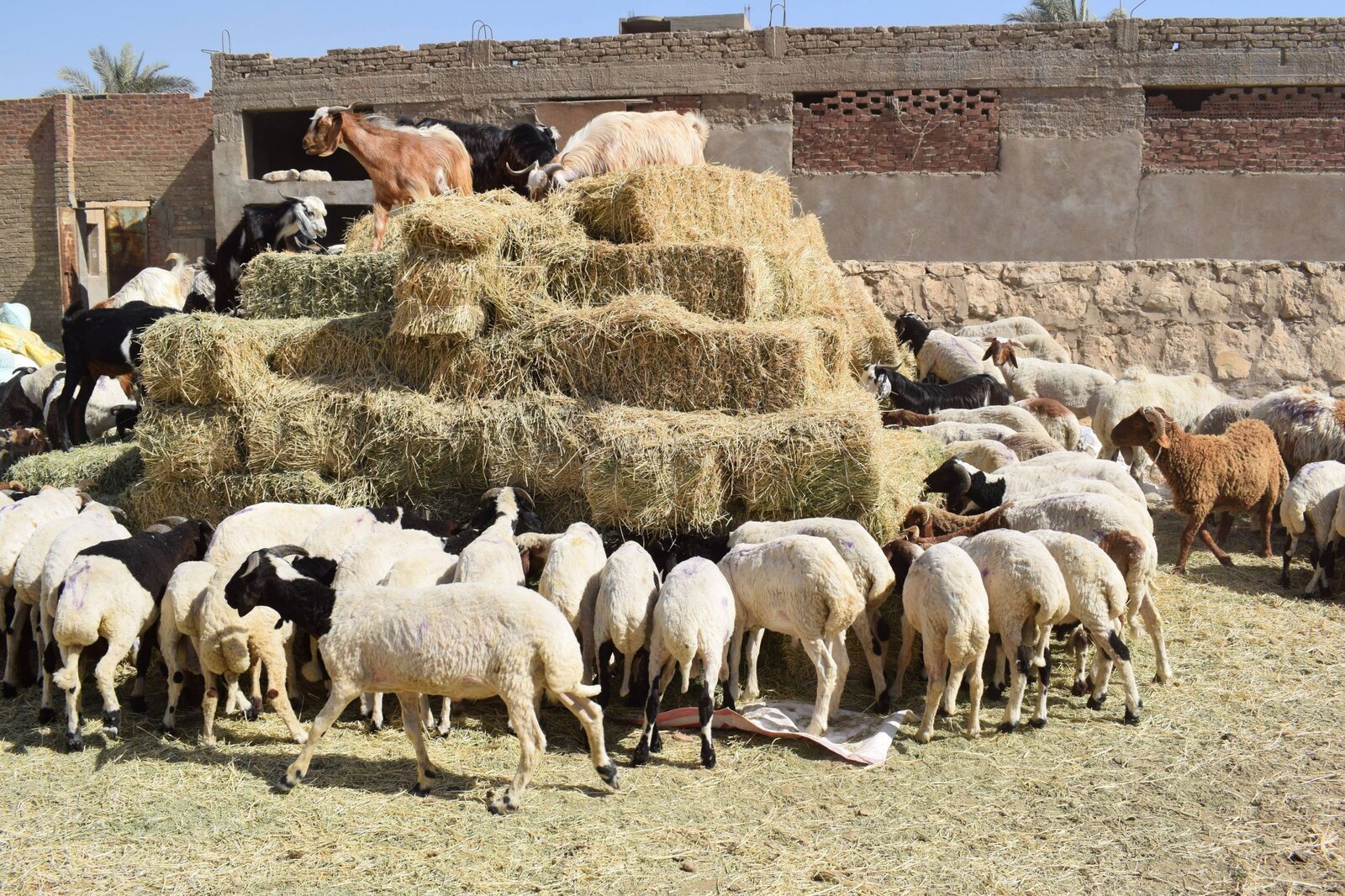 Sheep and goats feeding on hay at Bouadjadja Farm