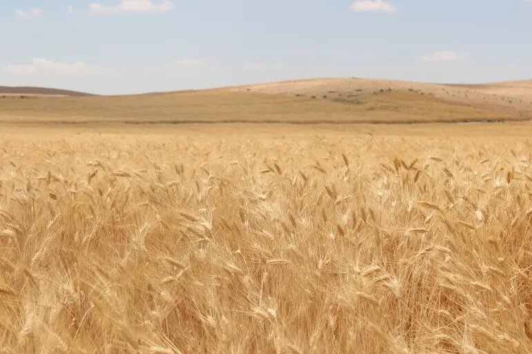 Ripe wheat field ready for harvest at Bouadjadja Farm